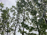 Lijsterbes - parkboom - afbeelding 2 van  2
