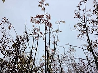 Lijsterbes - parkboom
