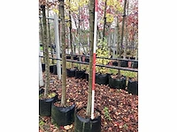 Lijsterbes - parkboom - afbeelding 3 van  3