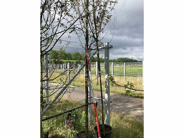Lijsterbes - parkboom - afbeelding 1 van  2