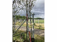 Lijsterbes - parkboom - afbeelding 1 van  2