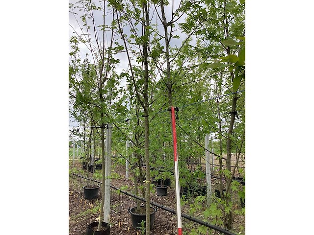 Lijsterbes - sierboom - afbeelding 3 van  3