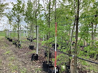 Lijsterbes - sierboom - afbeelding 1 van  3
