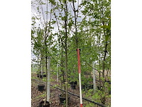 Lijsterbes - sierboom - afbeelding 3 van  3