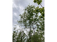 Lijsterbes - sierboom - afbeelding 2 van  3