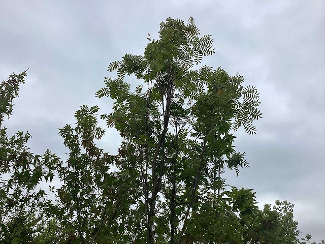 Lijsterbes - sierboom - afbeelding 1 van  2