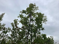 Lijsterbes - sierboom - afbeelding 1 van  2