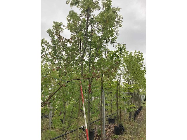 Lijsterbes - sierboom - afbeelding 2 van  2