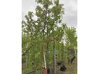 Lijsterbes - sierboom - afbeelding 2 van  2