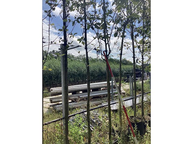 Lijsterbes - sierboom - afbeelding 1 van  2
