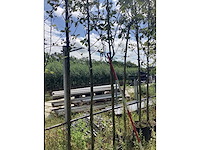 Lijsterbes - sierboom - afbeelding 1 van  2