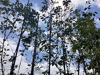 Lijsterbes - sierboom - afbeelding 2 van  2