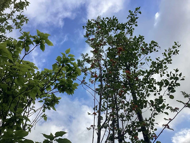 Lijsterbes - sierboom - afbeelding 1 van  2