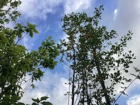 Lijsterbes - sierboom