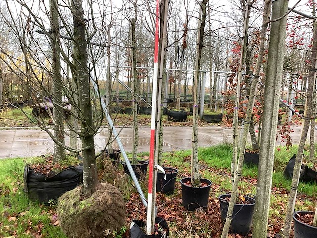 Lijsterbes - vormbomen - afbeelding 1 van  3