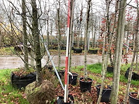 Lijsterbes - vormbomen - afbeelding 1 van  3