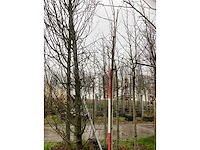 Lijsterbes - vormbomen - afbeelding 2 van  3