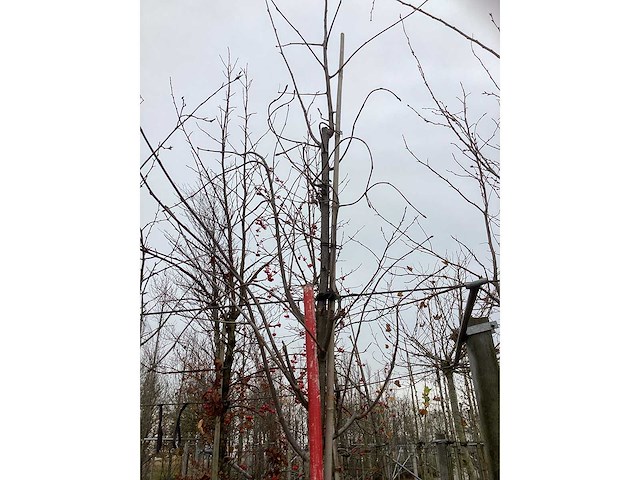 Lijsterbes - vormbomen - afbeelding 3 van  3