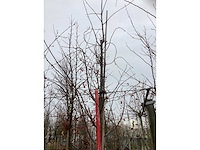 Lijsterbes - vormbomen - afbeelding 3 van  3