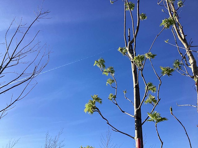 Lijsterbes - vormbomen - afbeelding 1 van  2