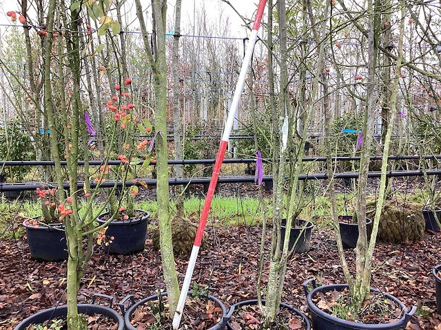 Lijsterbes - vormboom (2x) - afbeelding 1 van  3