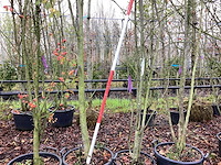 Lijsterbes - vormboom (2x) - afbeelding 1 van  3