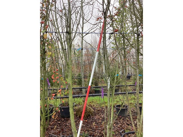 Lijsterbes - vormboom (2x) - afbeelding 2 van  3
