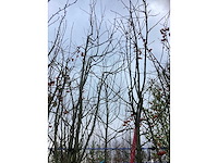 Lijsterbes - vormboom (2x) - afbeelding 3 van  3