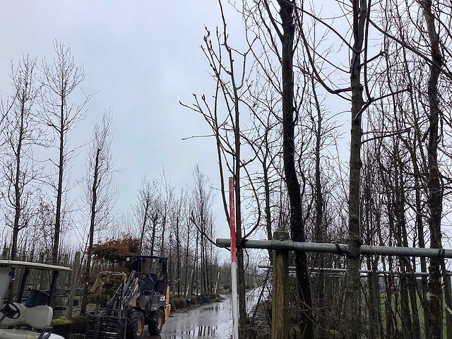 Lijsterbes - vormboom - afbeelding 2 van  2