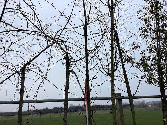 Lijsterbes - vormboom - afbeelding 1 van  2