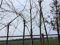 Lijsterbes - vormboom