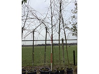 Lijsterbes - vormboom - afbeelding 2 van  2