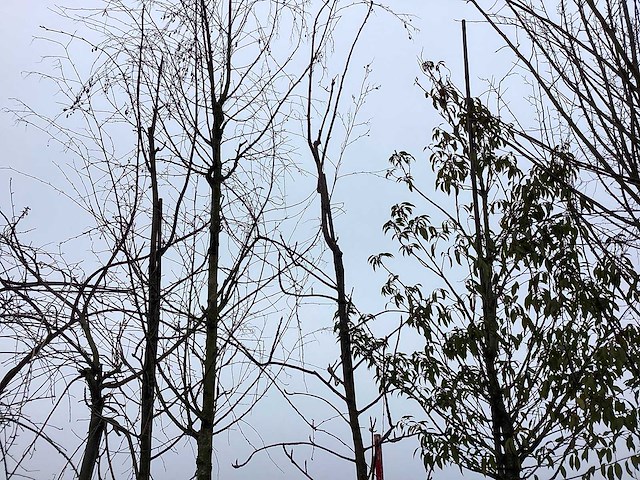 Lijsterbes - vormboom - afbeelding 1 van  2