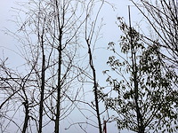 Lijsterbes - vormboom - afbeelding 1 van  2