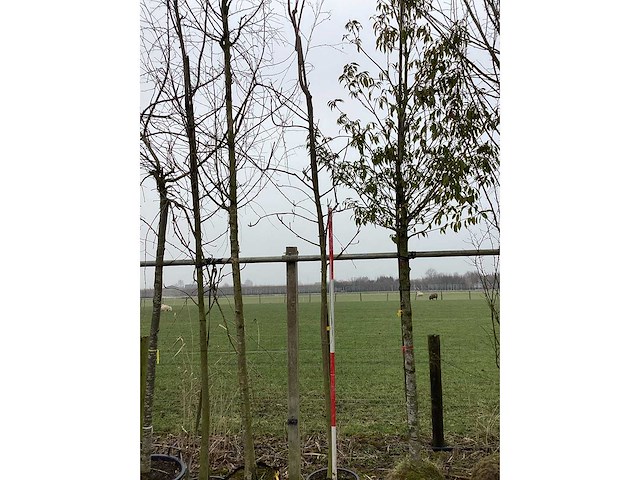 Lijsterbes - vormboom - afbeelding 2 van  2