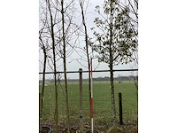 Lijsterbes - vormboom - afbeelding 2 van  2