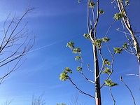 Lijsterbes - vormboom - afbeelding 1 van  2