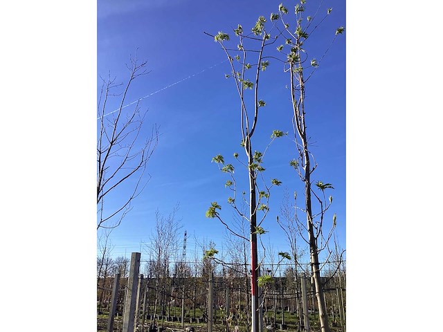 Lijsterbes - vormboom - afbeelding 2 van  2