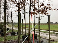 Lijsterbes dodong - sierboom - afbeelding 1 van  3
