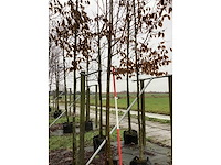 Lijsterbes dodong - sierboom - afbeelding 2 van  3