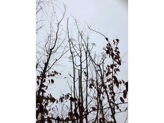 Lijsterbes dodong - sierboom - afbeelding 3 van  3