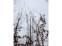 Lijsterbes dodong - sierboom - afbeelding 3 van  3