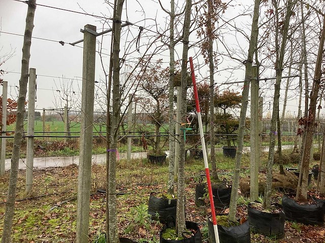 Linde - sierboom - afbeelding 1 van  3