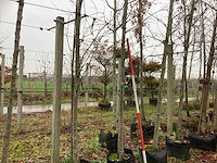 Linde - sierboom - afbeelding 1 van  3