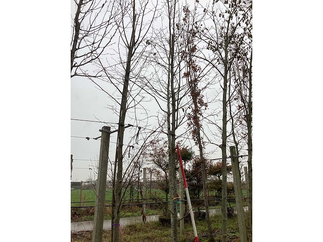 Linde - sierboom - afbeelding 2 van  3