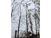 Linde - sierboom - afbeelding 3 van  3