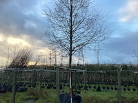 Linde - sierboom - afbeelding 1 van  3