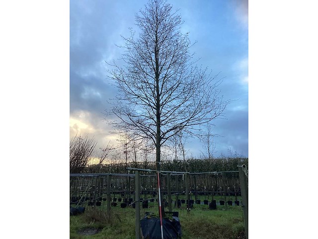 Linde - sierboom - afbeelding 2 van  3