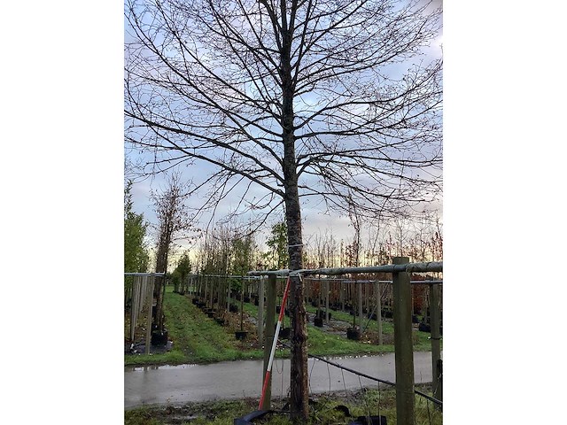 Linde - sierboom - afbeelding 3 van  3