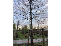 Linde - sierboom - afbeelding 3 van  3